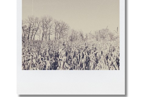 Pola Fake - Faux "Pola"/Vraies photos